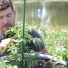 Specialist: Legarea roșiilor de araci poate aduce o recoltă cu până la 75% mai bogată / De ce contează să ridici plantele de pe pământ