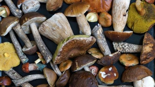 Mituri despre cum să afli dacă o ciupercă este sau nu otrăvitoare / Atenție! Nu există niciun test simplu, universal valabil pentru a verifica siguranța unei ciuperci / Majoritatea metodelor populare sunt mituri demontate științific