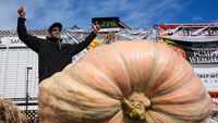Un dovleac de aproape 1,5 tone ar putea stabili un nou record mondial/ În ce condiții se poate cultiva un asemenea bostan gigant/ Cultivatorul Ron Wallace;SUA: „Este cu adevărat masiv, a fost o plăcere să-l cresc”