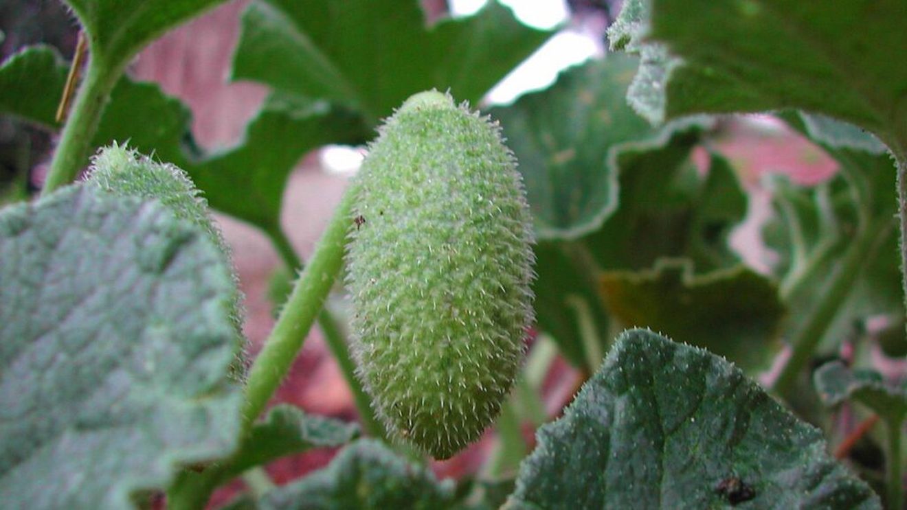 Misterul „castravetelui exploziv” a fost rezolvat de oamenii de știință! Când este copt, fructul cade de pe tulpină și își proiectează semințele cu o viteză de 72 km/h, acestea ajungând la distanțe de până la 10 metri. Totul durează doar 30 de milisecunde (VIDEO)