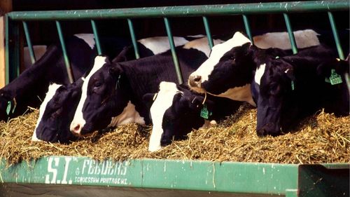 ANALIZĂ | Cum afectează situația din zootehnie legislația privind controlul antibioticelor/ Fermierii reclamă că noile reglementări împiedică aplicarea tratamentelor adecvate și în timp util