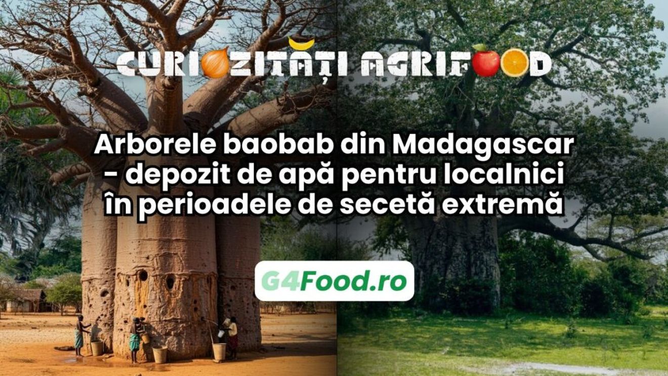 Curiozități agrifood - 14 mai | Arborele baobab din Madagascar - depozit de apă pentru localnici în perioadele de secetă extremă