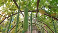 Pepenele de iarnă, o nouă  cultură exotică, testată la Buzău/ Fructele ajung până la 20 kg și se pot păstra 6 luni/ Pepenele are un gust de castravete, cu amestec de dovlecel