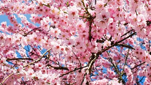 Florile de cireș din Japonia, un important simbol cultural, vor fi protejate de un sistem AI folosind fotografiile lor