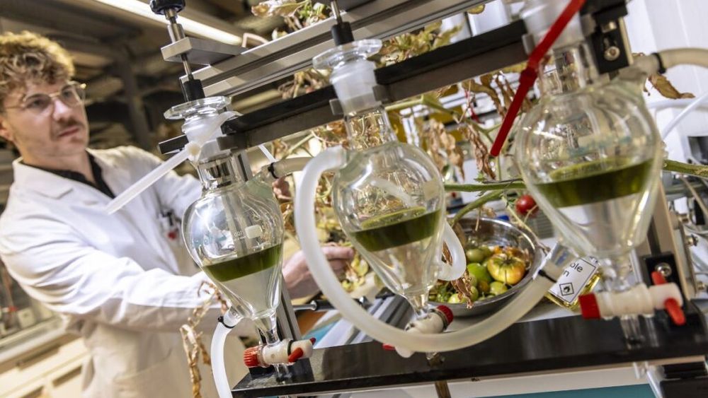 Combustibil din resturile de roșii din industrie. Deșeurile rezultate din procesare ar putea deveni o nouă resursă strategică pentru viitorul aviației