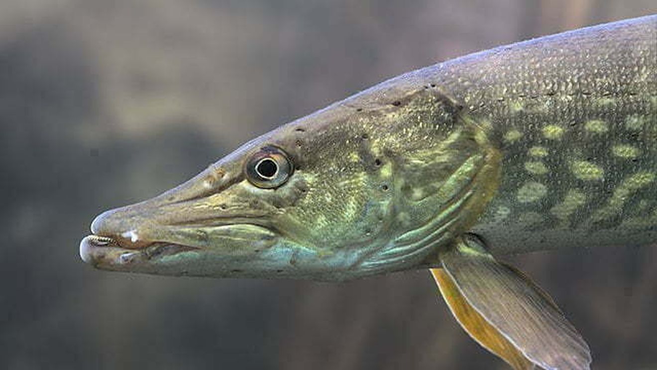 Pescarii din Deltă au depăşit cu 116%, anul trecut, cota la ştiucă/ Anual se emite un ordin comun al Ministerului Agriculturii şi cel al Mediului, obiectivul fiind exploatarea durabilă a resursei acvatice