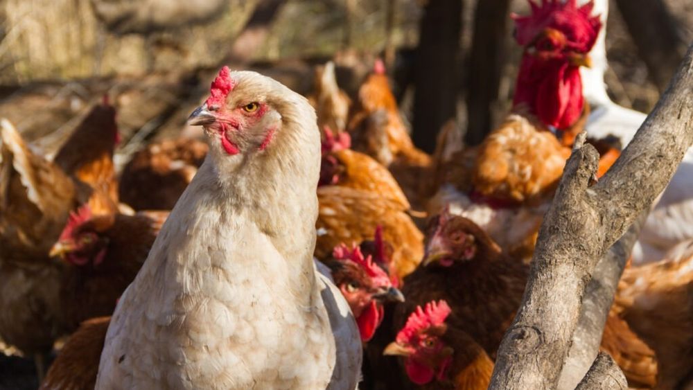 Carnea de cocoși castrați, delicatesa servită la casele regale/Claponul se găsește acum doar din import, la peste 300 de lei kilogramul