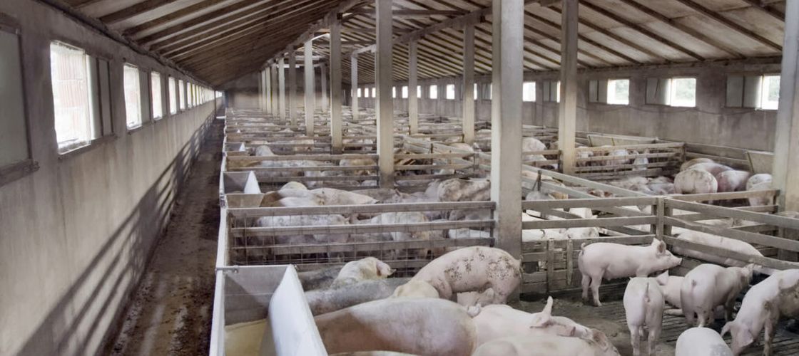 10.000 de locuitori din Bihor, afectați de mirosul de la 8 ferme/Localnic din Sântandrei: ”Este ceva crunt! Zici că-s porcii cu mine în casă”/DSP cere o dezbatere publică!