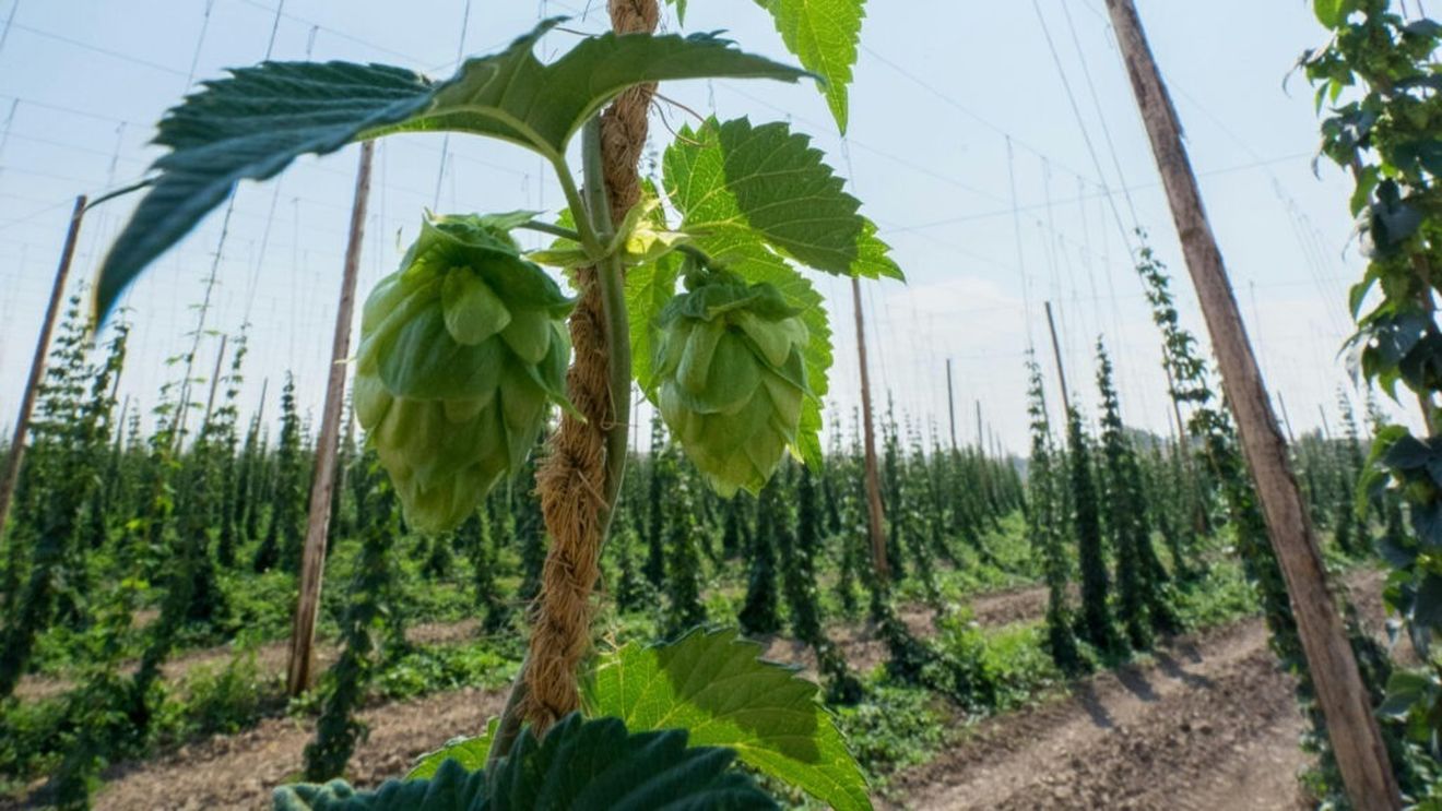 Sezonul culesului de hamei a început în Republica Cehă, al treilea mare cultivator și exportator din lume