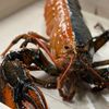 Descoperire extrem de rară în largul coastelor SUA / Un homar cu două culori, considerat unul la 50 de milioane, a fost salvat de la gătit