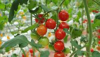 Stațiunea de Cercetare Buzău pregătește un nou soi de tomate / „Această linie s-a remarcat prin fructele sale în formă de inimă, cu striații spectaculoase pe fond brun-roșiatic și pulpă cărnoasă”