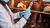 Europa caută alternative la sacrificarea în masă a animalelor / Cercetătorii avertizează că vaccinurile nu sunt soluția miraculoasă