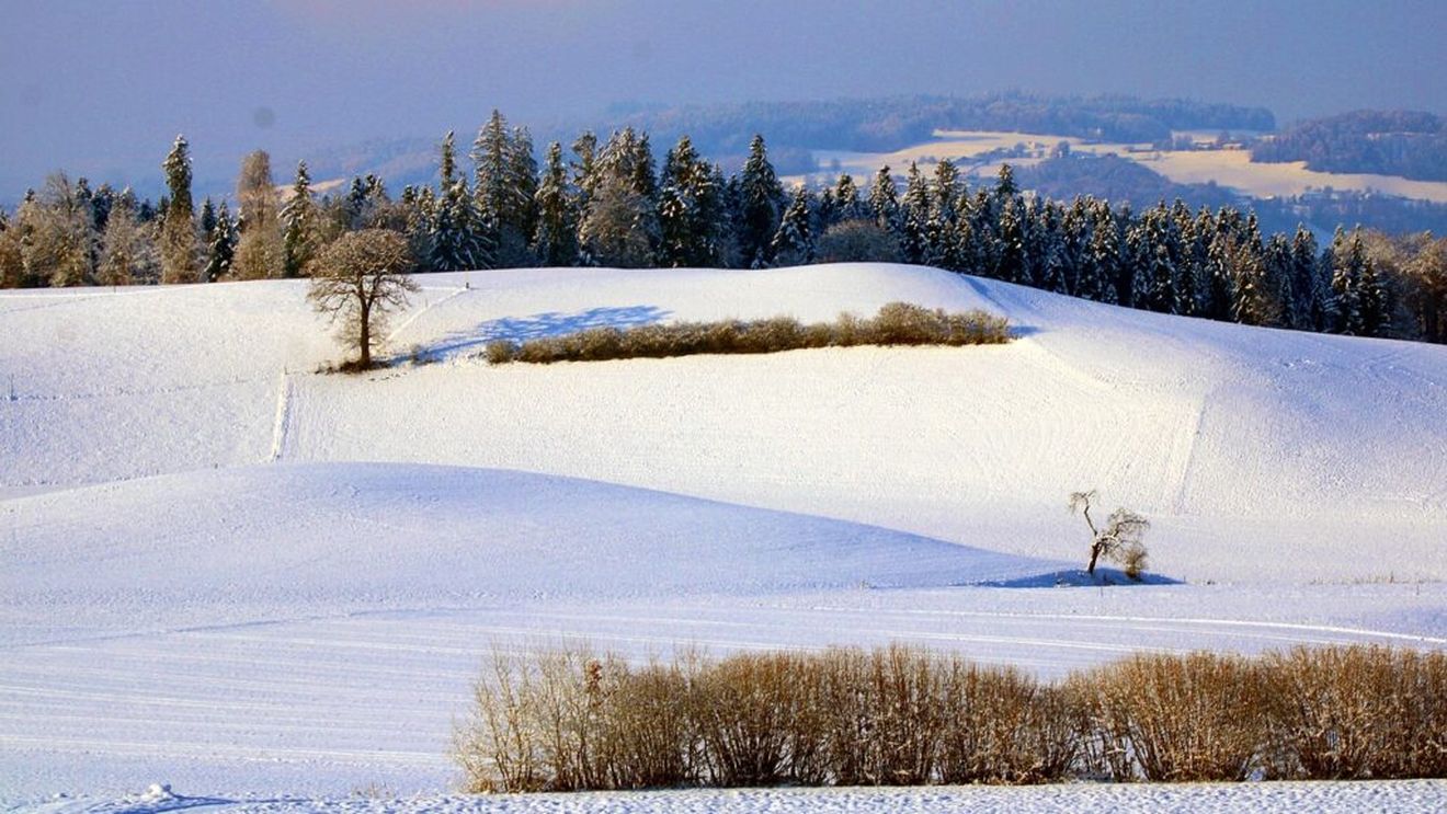 Câtă zăpadă este necesară pentru protejarea culturilor de toamnă / Ce temperaturi pot suporta cerealele și rapița