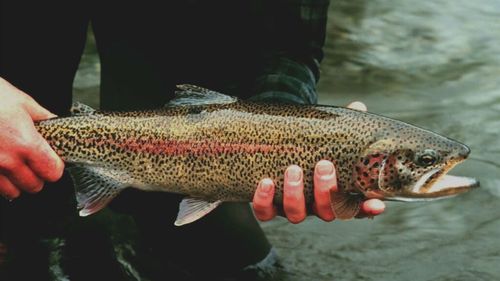 Buzău: Vânzări de păstrăv într-o zi cât într-o săptămână la prima dezlegare la peşte a postului Crăciunului