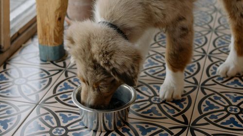 Studiu: Mirosul mâncării este mai puțin important pentru câini decât mirosul stăpânilor