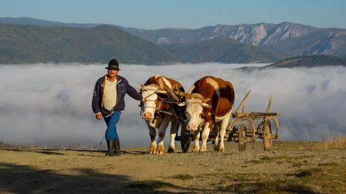 APIA: Peste 2,1 milioane de lei pentru crescătorii de animale, în urma cererilor de plată din iulie