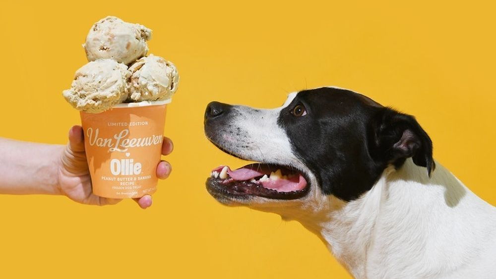 O gelaterie din Spania oferă iubitorilor de înghețată și de câini sortimente artizanale preparate special pentru patrupede