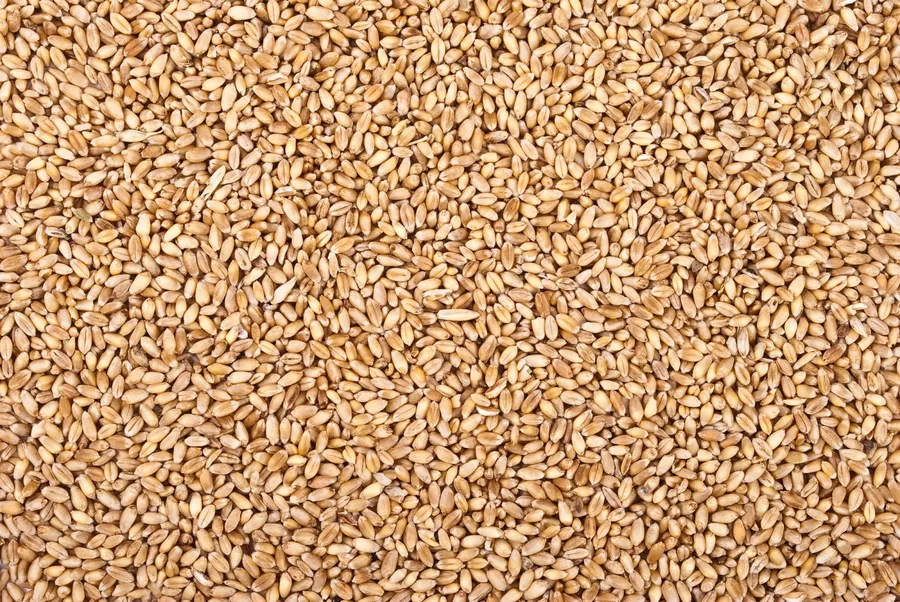 Grâu rusesc, cumpărat de Egipt și Turcia