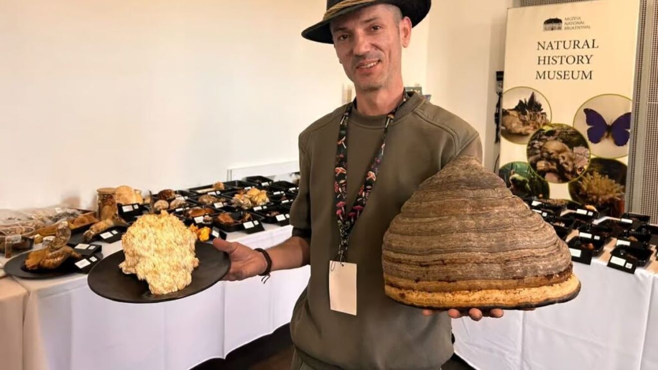 Peste 150 de specii de ciuperci, expuse la Sibiu / Printre ele, exemplare cu miros de vanilie și o specie documentată în premieră în România