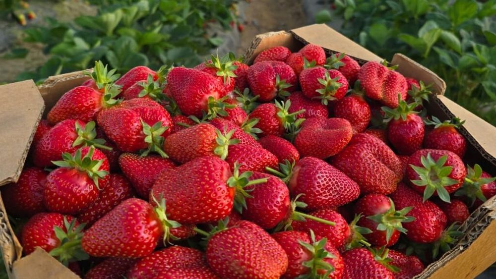RAPORT Pesticide Action Network | Top 4 fructe care conțin cele mai multe pesticide/ PAN: Fiecare pesticid în parte este sigur, dar împreună dau un „cocktail” periculos. Copiii sunt cei mai afectați