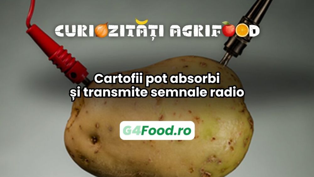 Curiozități agri-food 21 ianuarie: Cartofii pot absorbi și transmite semnale radio / Au proprietăți conductoare datorită conținutului lor de apă și săruri