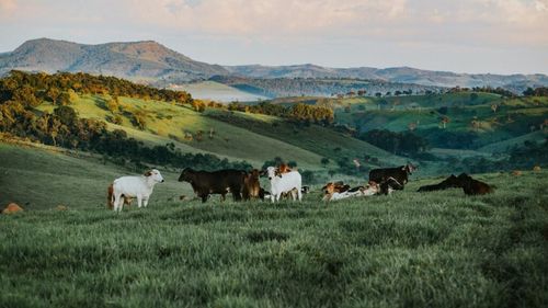 Focare de Boala limbii albastre/Bluetongue în Belgia, Olanda, Spania și Germania