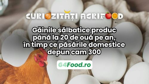 Curiozități agrifood - 28 aprilie | Găinile sălbatice produc până la 20 de ouă pe an, în timp ce păsările domestice depun cam 300
