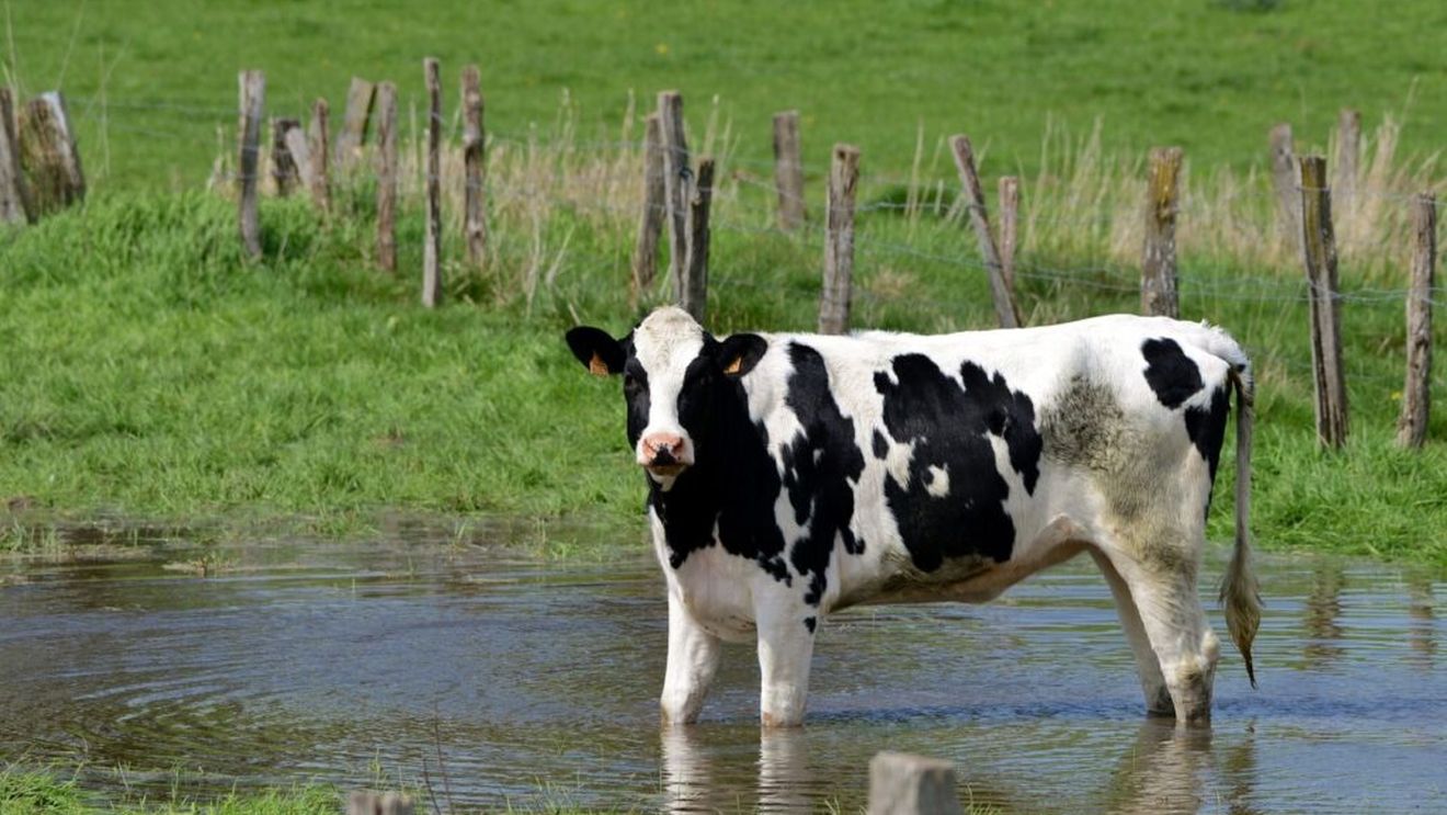 Semnal de alarmă: 99% dintre taurii Holstein din lume provin din doar doi masculi, arată un studiu realizat de FAO