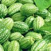 Apare o legumă nouă în grădinile românilor. Stațiunea de Cercetare Buzău va vinde din primăvară răsaduri de castraveți mexicani