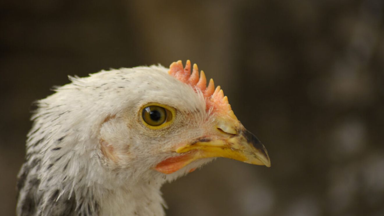 DSVSA Maramureș, măsuri pentru evitarea apariției unor focare de gripă aviară/Normele se aplică atât gospodăriilor populației, cât și fermelor de păsări