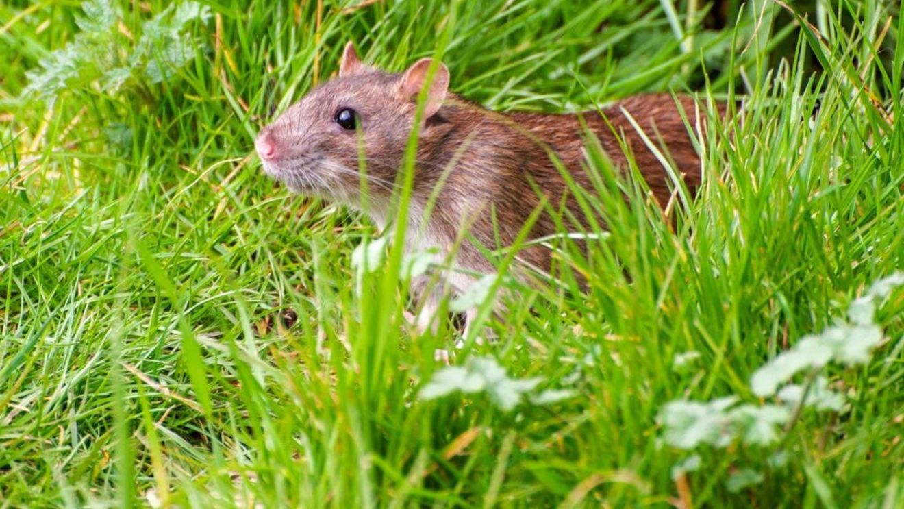 Capcane cu unt de arahide şi blocuri de ceară cu ultraviolete. Eforturile autorităților pentru a găsi un şobolan pe o insulă din Marea Bering, un fel de căutare a acului în carul cu fân