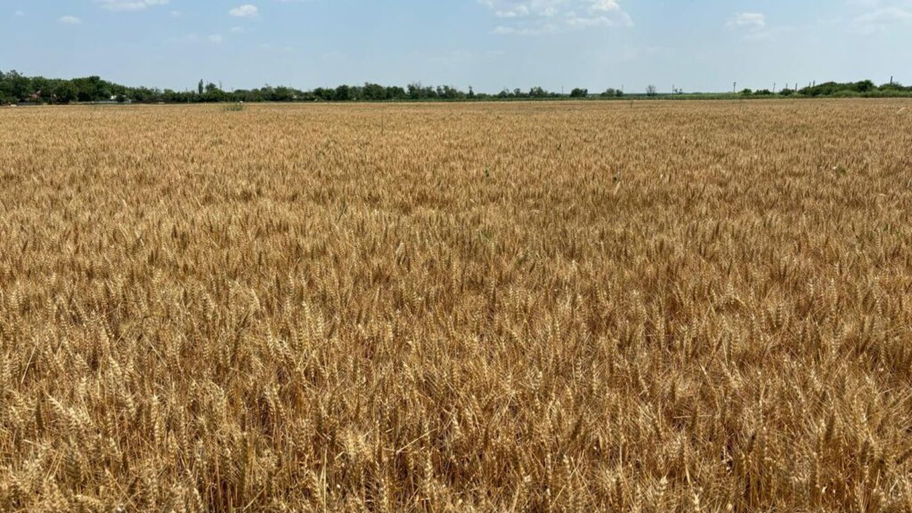VIDEO | Grâul din Bărăgan, gata de recoltat: imagini spectaculoase și prognoze optimiste pentru România / Țara noastră ar putea obține în acest an o recoltă de peste 10,13 milioane de tone, potrivit Comisiei Europene