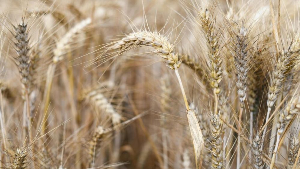 Apa uzată din staţia de epurare Buzău, folosită pentru culturile de cereale şi legume pe timp de secetă