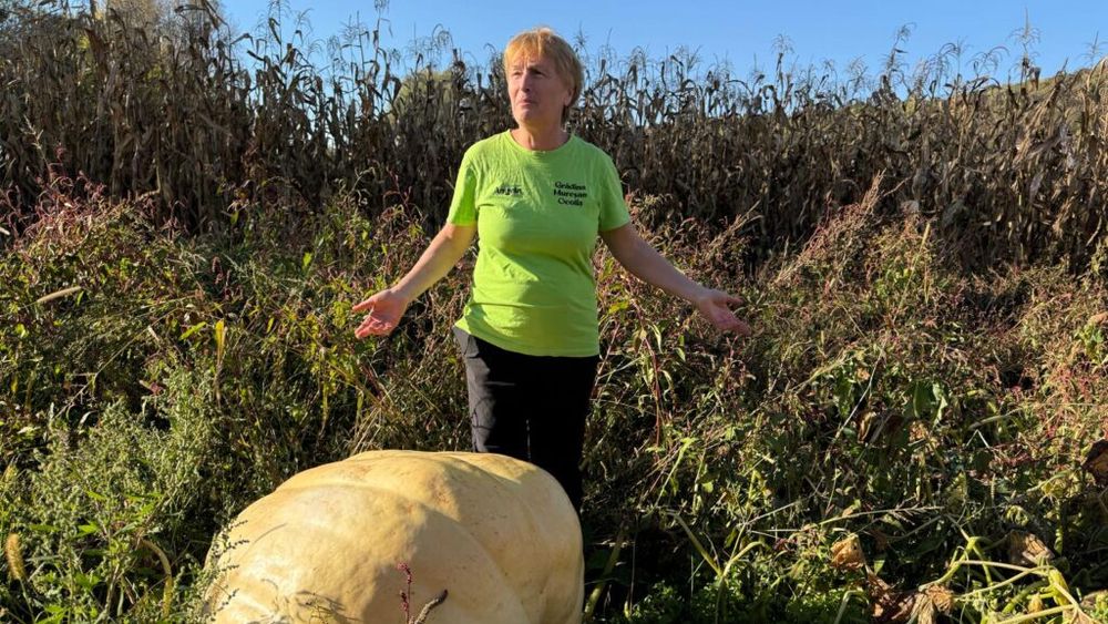 FOTO-VIDEO | Au adus câteva semințe din Spania și au ajuns să crească dovleci de 200 de kilograme / Soții Mureșan cultivă dovleci care nu pot fi ridicați de patru oameni și vor să vândă semințele online