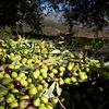 Europa riscă să piardă supremația producției de ulei de măsline / Se întrevede o evoluție similară cu cea de pe piața vinului