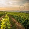 Apoldia Maior, laboratorul viticulturii transilvănene / Cum vrea USAMV Cluj să transforme stațiunea într-un reper pentru vinul românesc