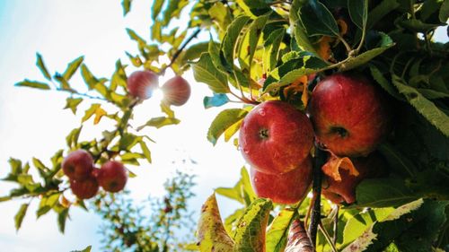 Polonezii cer sprijin financiar excepțional de la Bruxelles, pentru livezile afectate de valul de frig din luna aprilie / În unele ferme, producția este distrusă 100%