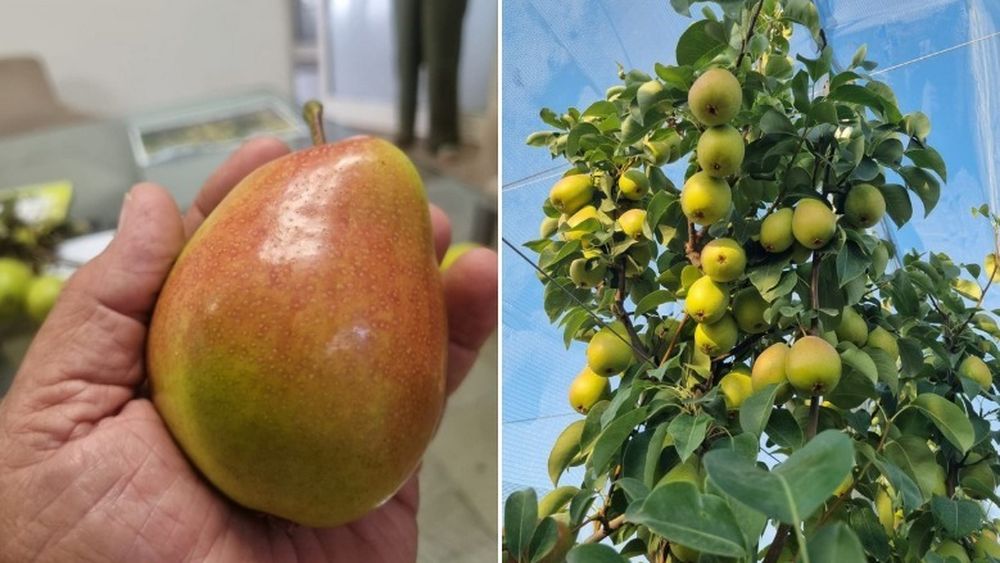 Cererea pentru perele Eden a crescut de trei ori într-un singur an / Acest soi este recunoscut pentru adaptabilitatea sa excelentă la diferite tipuri de sol și condiții climatice