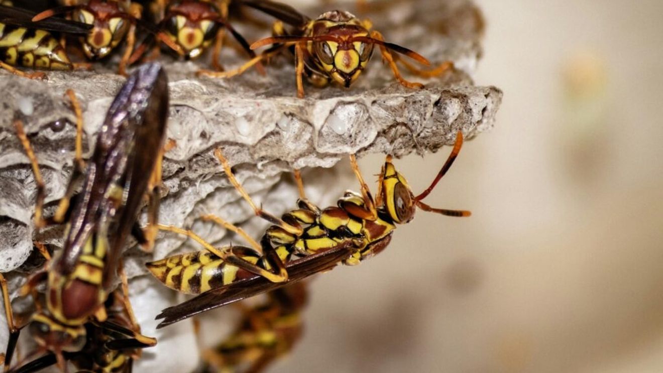 Viespea asiatică s-a extins în ultimii ani în zona mediteraneeană afectând ecosistemul local, dar și stupii și culturile de fructe