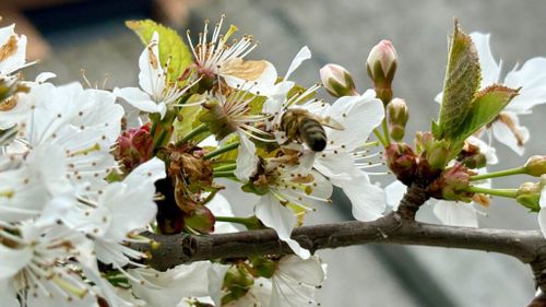 GALERIE FOTO | Albinele au intrat în plin sezon de polenizare. G4Food a surprins albine care vizitează florile pomilor fructiferi