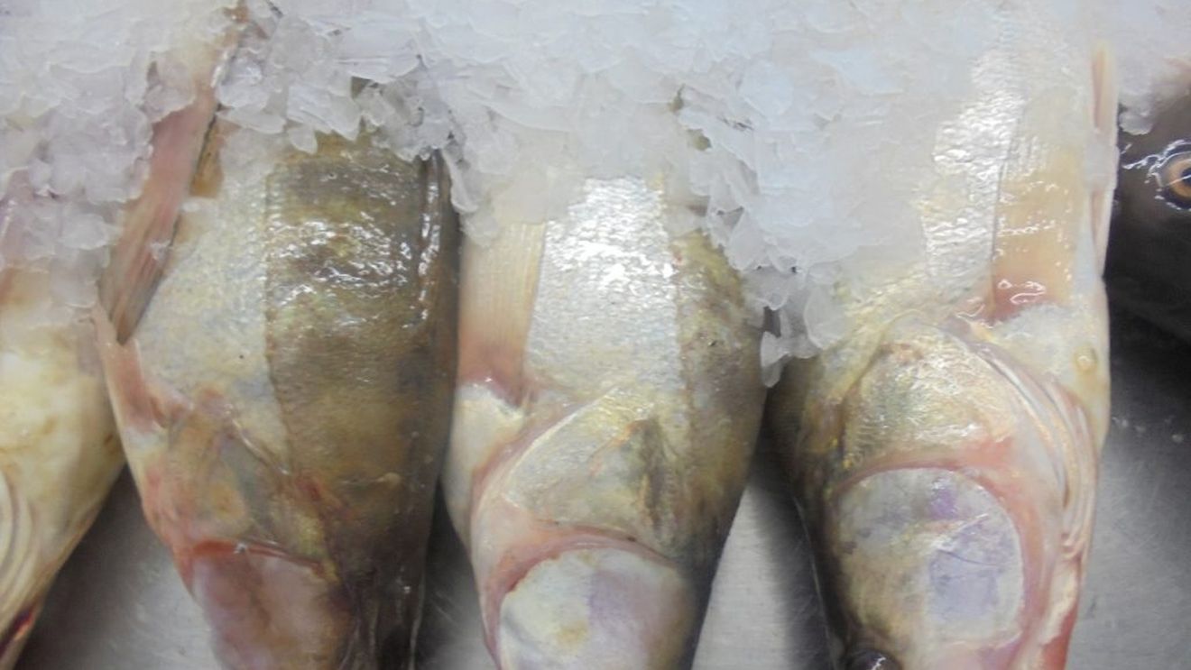 Ajutor financiar european de până la 120.000 de euro pentru firmele active în piscicultură și acvacultură