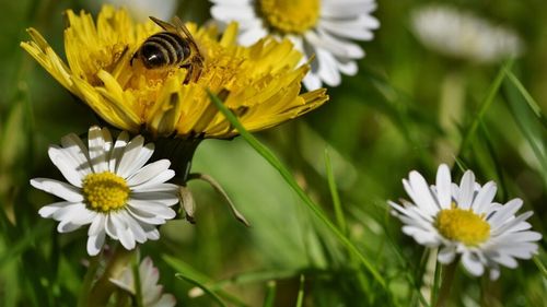 Camera Deputaţilor: TVA-ul scade la 9%, din 2025, pentru hrana albinelor / Taxa a crescut la 19% în acest an