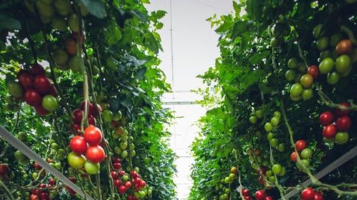 Orașele post-apocaliptice. Grădinile urbane și fermele de lângă orașe pot salva orașele medii de la foamete