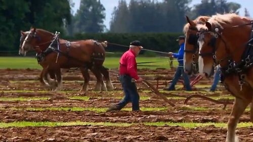 Competiție de arat tradițional, cu cai, organizată în SUA