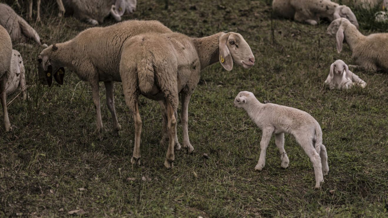 Focarul de pestă din Bihor a fost lichidat: Mieii pot fi vânduți și în afara județului / Sacrificarea este permisă, dar târgurile rămân interzise