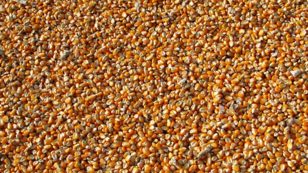 Porumbul ucrainean ar putea profita de pe urma tarifelor americane, estimează analiştii