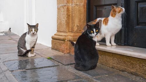 Pisicile cuceresc Indonezia: Creștere uriașă pe piața hranei pentru animale de companie