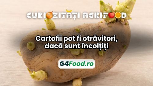 Curiozitate agri-food 06 decembrie: Cartofii pot fi toxici, dacă sunt încolțiți