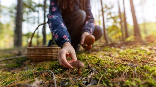 Ce trebuie să știi dacă mergi să culegi ciuperci din pădure / Regula esențială pe care trebuie să o respecte orice persoană care vrea să se bucure de hrană din natură / Greșelile pot deveni periculoase