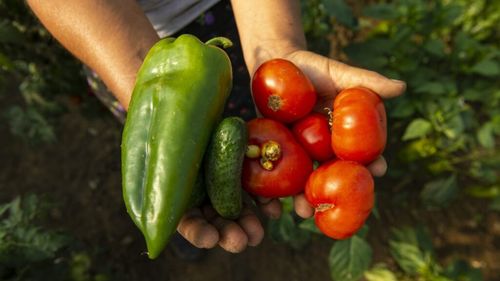 Buzău: Plăţi de 2,27 milioane de lei pentru 457 de cultivatori de tomate, ardei, castraveţi sau salată